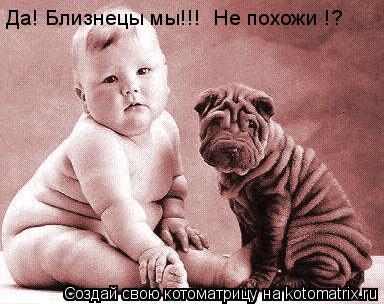 Да! Близнецы мы!!! Не похожи !?... Котоматрица: Да! Близнецы мы!!! Не похожи !?
