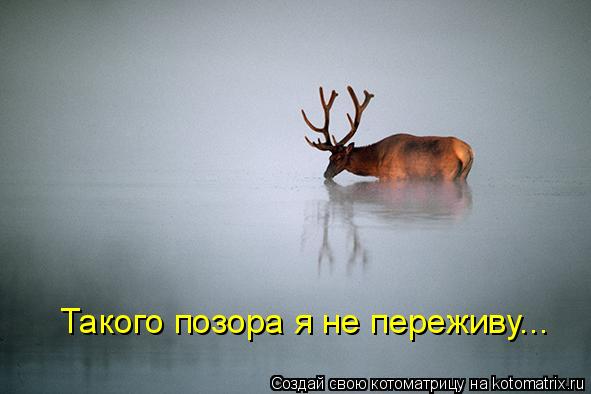 Такого позора я не переживу...... Котоматрица: Такого позора я не переживу...