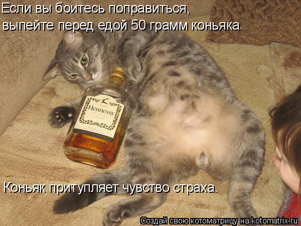 Если вы боитесь поправиться, выпейте перед едой 50 грамм коньяка Коньяк притупляет чувство страха.... Котоматрица: Если вы боитесь поправиться, выпейте перед едой 50 грамм коньяка Коньяк притупляет чувство страха.
