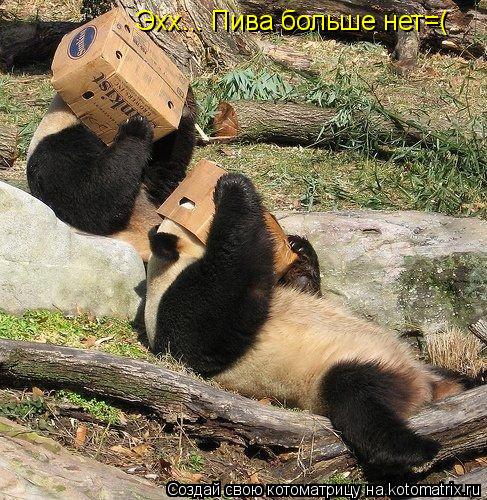 Эхх... Пива больше нет=(... Котоматрица: Эхх... Пива больше нет=(