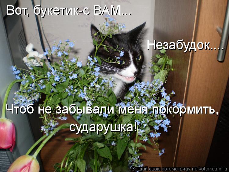 Вот, букетик-с ВАМ... Незабудок.... Чтоб не забывали меня покормить, сударушка!... Котоматрица: Вот, букетик-с ВАМ... Незабудок.... Чтоб не забывали меня покормить, сударушка!
