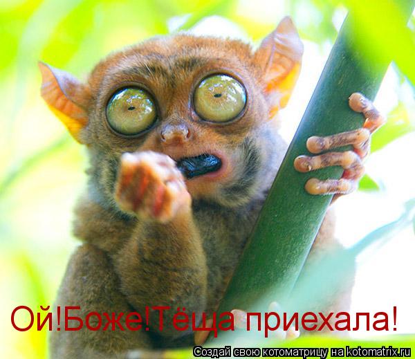 Ой!Боже!Тёща приехала!... Котоматрица: Ой!Боже!Тёща приехала!