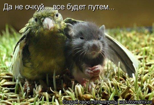 Котоматрица: Да не очкуй... все будет путем...