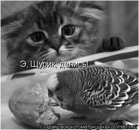 Э, Щурик, делись!... Котоматрица: Э, Щурик, делись!