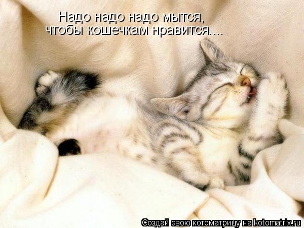 Котоматрица: Надо надо надо мытся, чтобы кошечкам нравится....
