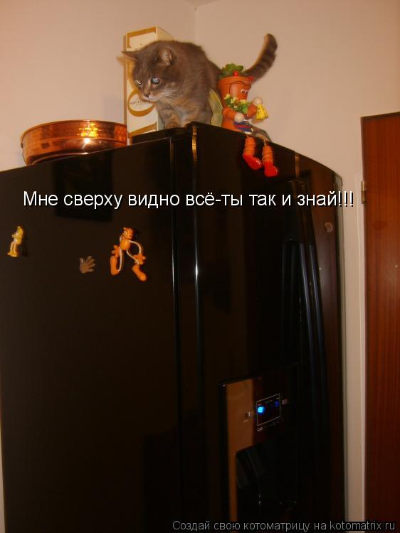 Мне сверху видно всё-ты так и знай!!!... Котоматрица: Мне сверху видно всё-ты так и знай!!!