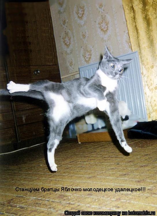 Станцуем братцы Яблочко молодецкое удалецкое!!!... Котоматрица: Станцуем братцы Яблочко молодецкое удалецкое!!!