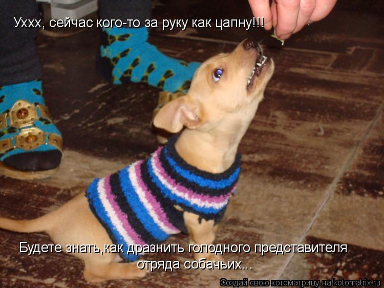 Уххх, сейчас кого-то за руку как цапну!!! Будете знать,как дразнить голодного представителя отряда со... Котоматрица: Уххх, сейчас кого-то за руку как цапну!!! Будете знать,как дразнить голодного представителя отряда собачьих...
