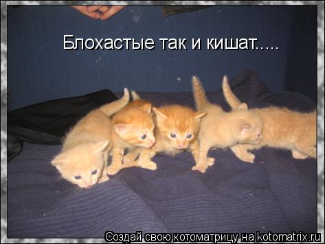 Блохастые так и кишат........ Котоматрица: Блохастые так и кишат.....