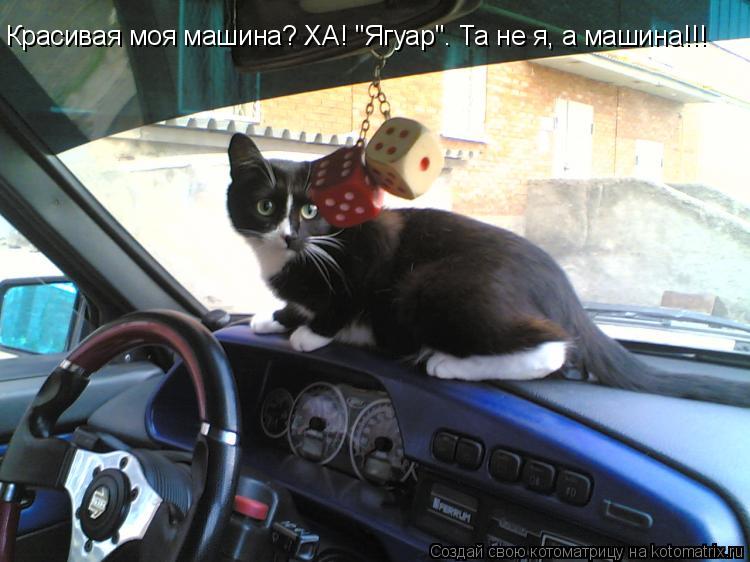 Котоматрица: Красивая моя машина? ХА! "Ягуар". Та не я, а машина!!!