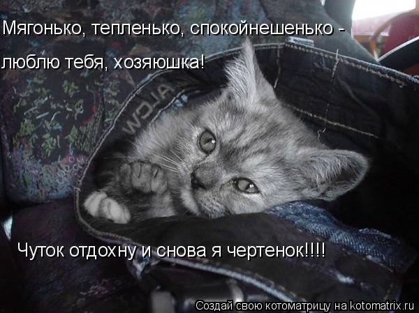 Котоматрица: люблю тебя, хозяюшка! Мягонько, тепленько, спокойнешенько - Чуток отдохну и снова я чертенок!!!!