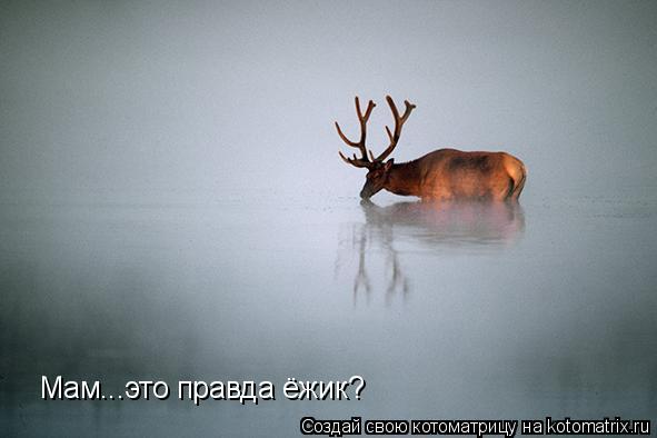Мам...это правда ёжик?... Котоматрица: Мам...это правда ёжик?