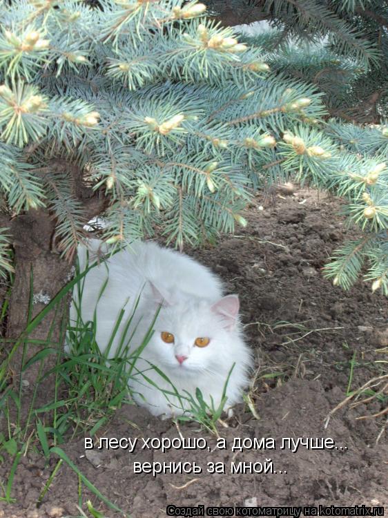 в лесу хорошо, а дома лучше... вернись за мной...... Котоматрица: в лесу хорошо, а дома лучше... вернись за мной...