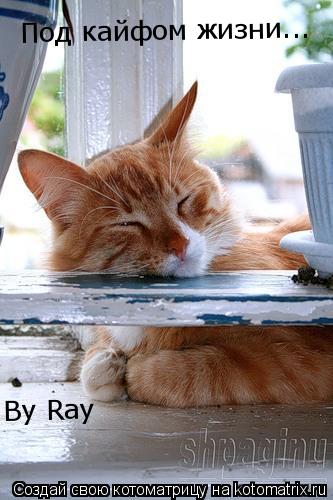 Под кайфом жизни... By Ray... Котоматрица: Под кайфом жизни... By Ray