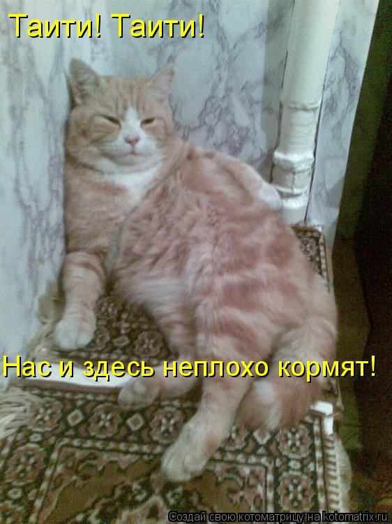 Котоматрица: Таити! Таити! Нас и здесь неплохо кормят!