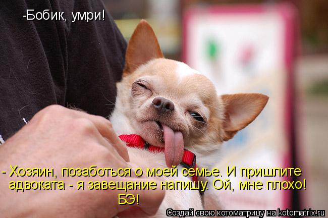 -Бобик, умри! - Хозяин, позаботься о моей семье. И пришлите адвоката - я завещание напишу. Ой, мне п... Котоматрица: -Бобик, умри! - Хозяин, позаботься о моей семье. И пришлите адвоката - я завещание напишу. Ой, мне плохо! БЭ!