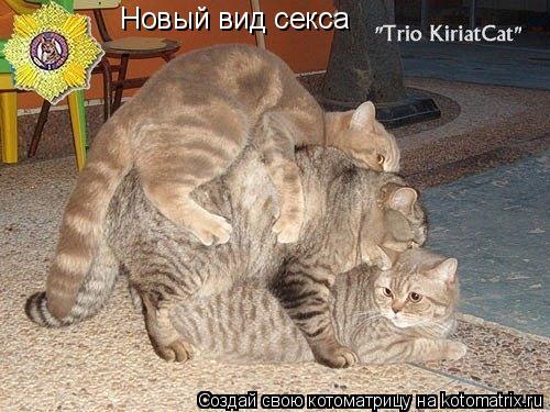Новый вид секса... Котоматрица: Новый вид секса