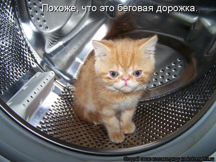 Похоже, что это беговая дорожка.... Котоматрица: Похоже, что это беговая дорожка.