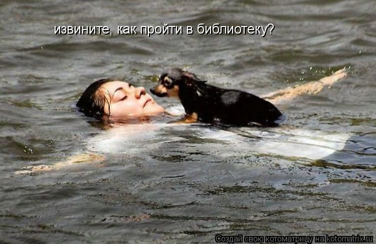 Котоматрица: извините, как пройти в библиотеку?