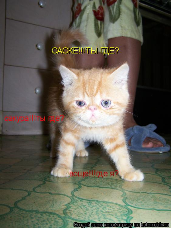 САСКЕ!!!ТЫ ГДЕ? сакура!!!ты где? воще!!!где я?... Котоматрица: САСКЕ!!!ТЫ ГДЕ? сакура!!!ты где? воще!!!где я?