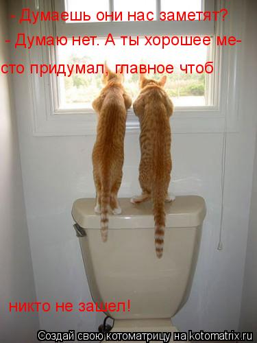 Котоматрица: - Думаешь они нас заметят? - Думаю нет. А ты хорошее ме- сто придумал, главное чтоб  никто не зашел!