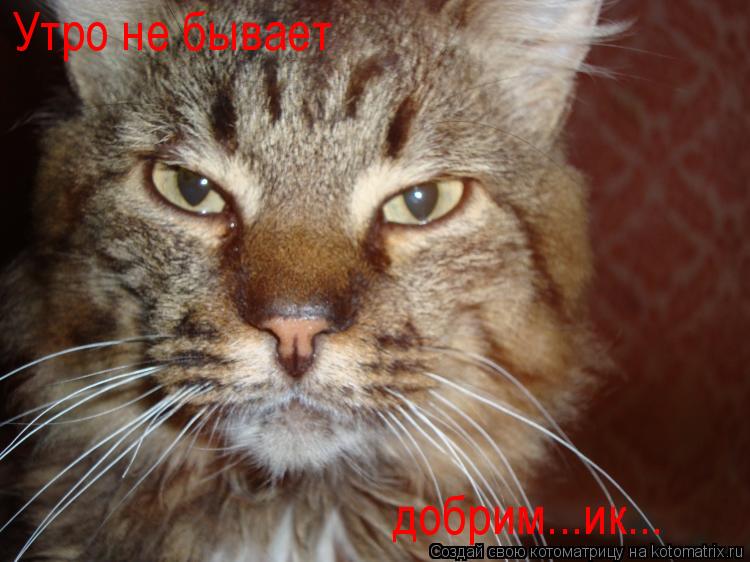 Утро не бывает добрим...ик...... Котоматрица: Утро не бывает добрим...ик...