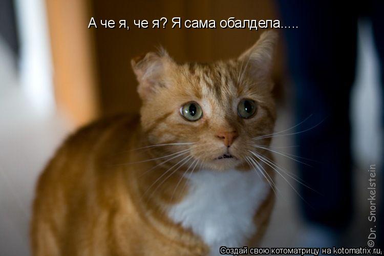 Котоматрица: А че я, че я? Я сама обалдела.....