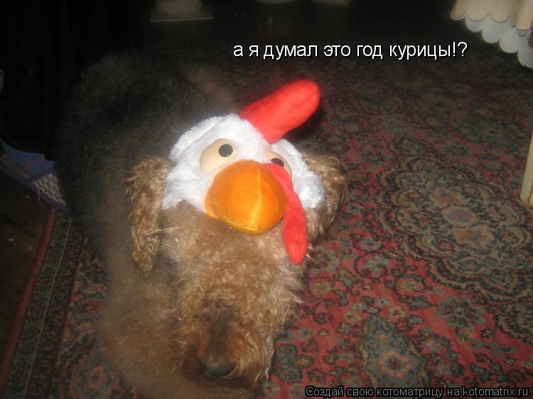 а я думал это год курицы!?... Котоматрица: а я думал это год курицы!?