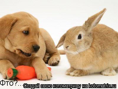 Фто?...... Котоматрица: Фто?...