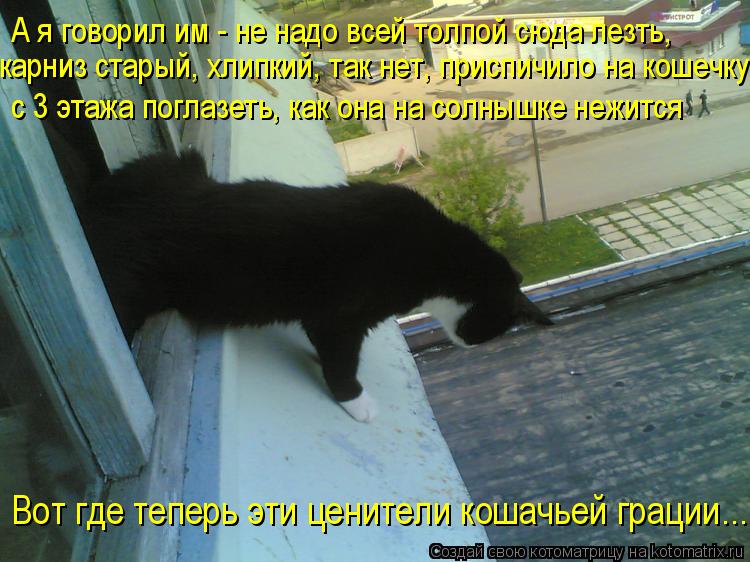 Котоматрица: А я говорил им - не надо всей толпой сюда лезть, карниз старый, хлипкий, так нет, приспичило на кошечку   с 3 этажа поглазеть, как она на солнышк
