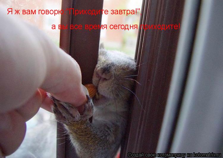 Я ж вам говорю:"Приходите завтра!", а вы все время сегодня приходите!... Котоматрица: Я ж вам говорю:"Приходите завтра!", а вы все время сегодня приходите!