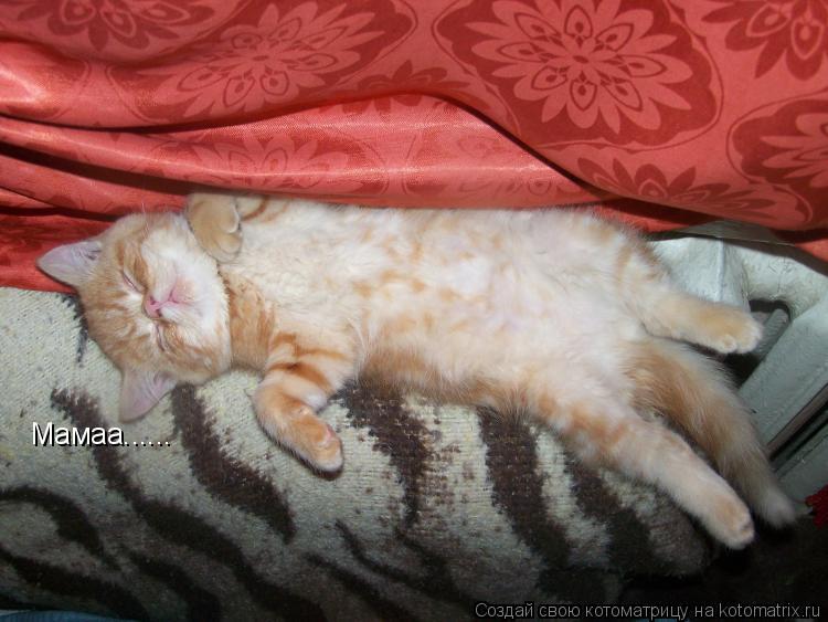 Мамаа......... Котоматрица: Мамаа......