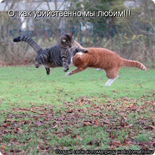 О, как убийственно мы любим!!!... Котоматрица: О, как убийственно мы любим!!!