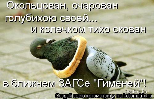 Окольцован, очарован голубихою своей... и колечком тихо скован в ближнем ЗАГСе "Гименей"!... Котоматрица: Окольцован, очарован голубихою своей... и колечком тихо скован в ближнем ЗАГСе "Гименей"!