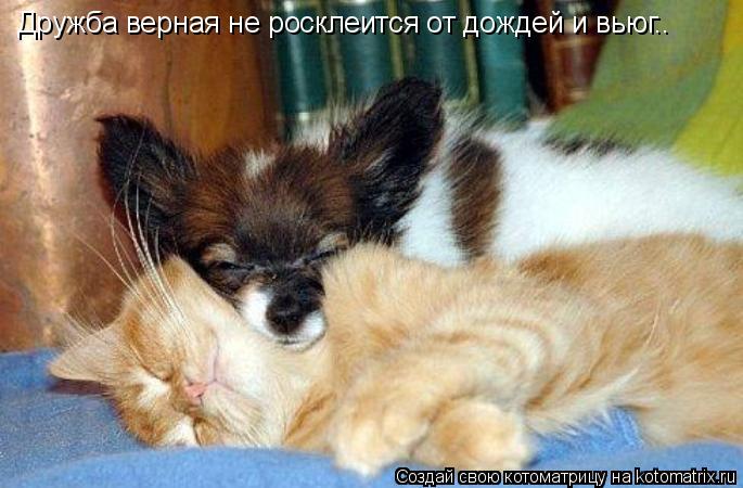 Котоматрица: Дружба верная не росклеится от дождей и вьюг..