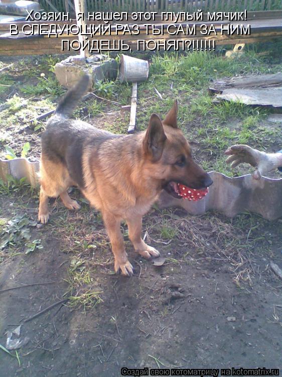 Котоматрица: Хозяин, я нашел этот глупый мячик!   В СЛЕДУЮЩИЙ РАЗ ТЫ САМ ЗА НИМ ПОЙДЕШЬ, ПОНЯЛ?!!!!!!