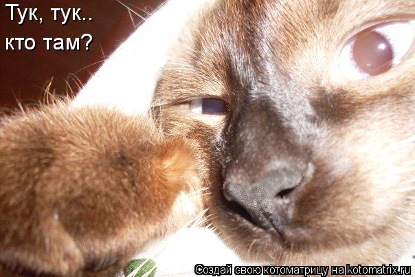 Тук, тук.. кто там?... Котоматрица: Тук, тук.. кто там?