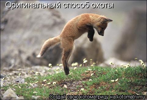 Котоматрица: Оригинальный способ охоты