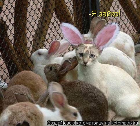-Я зайко!... Котоматрица: -Я зайко!