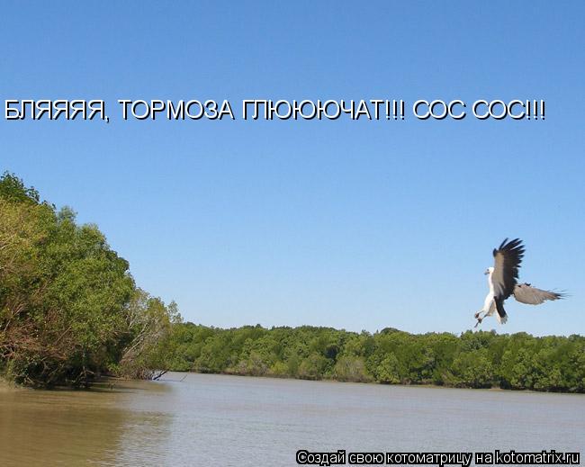 БЛЯЯЯЯ, ТОРМОЗА ГЛЮЮЮЧАТ!!! СОС СОС!!!... Котоматрица: БЛЯЯЯЯ, ТОРМОЗА ГЛЮЮЮЧАТ!!! СОС СОС!!!