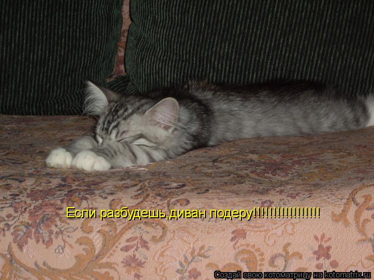 Если разбудешь,диван подеру!!!!!!!!!!!!!!!!!... Котоматрица: Если разбудешь,диван подеру!!!!!!!!!!!!!!!!!