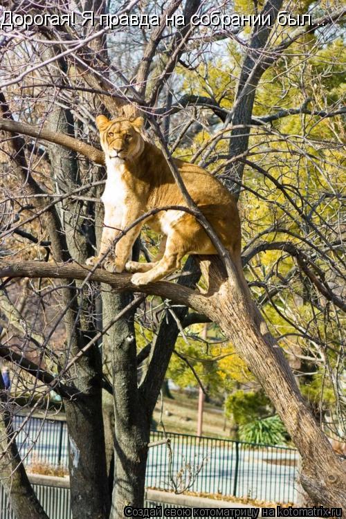 Котоматрица: Дорогая! Я правда на собрании был...