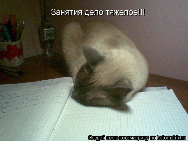 Занятия дело тяжелое!!!... Котоматрица: Занятия дело тяжелое!!!