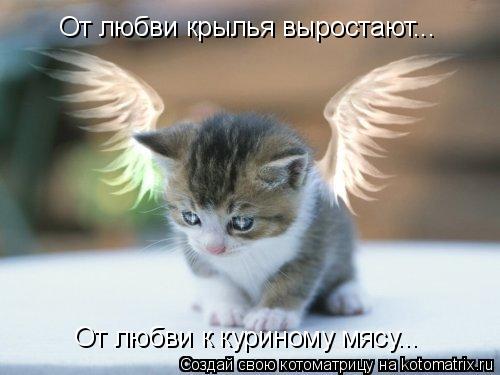 От любви крылья выростают... От любви к куриному мясу...... Котоматрица: От любви крылья выростают... От любви к куриному мясу...