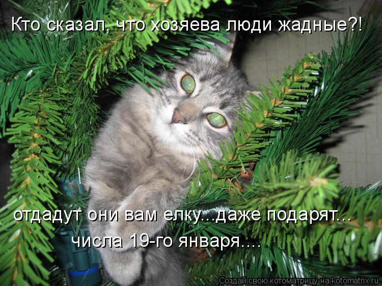 Кто сказал, что хозяева люди жадные?! отдадут они вам елку...даже подарят... числа 19-го января....... Котоматрица: Кто сказал, что хозяева люди жадные?! отдадут они вам елку...даже подарят... числа 19-го января....