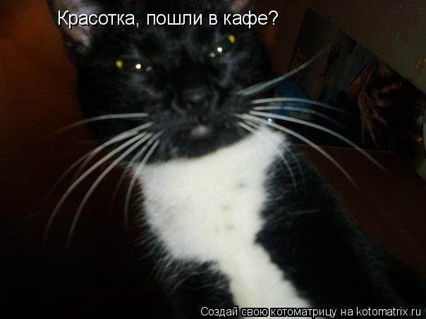 Котоматрица: Красотка, пошли в кафе?
