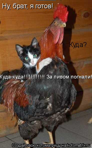 Ну, брат, я готов! Куда? Куда-куда!!!!!!!!!!!! За пивом погнали!... Котоматрица: Ну, брат, я готов! Куда? Куда-куда!!!!!!!!!!!! За пивом погнали!