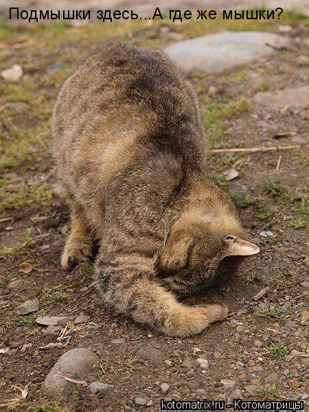 Подмышки здесь...А где же мышки?... Котоматрица: Подмышки здесь...А где же мышки?