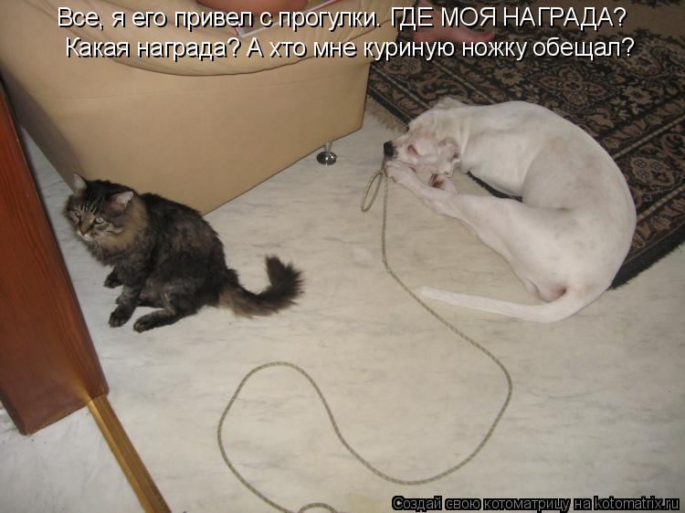 Котоматрица: Все, я его привел с прогулки. ГДЕ МОЯ НАГРАДА? Какая награда? А хто мне куриную ножку обещал?