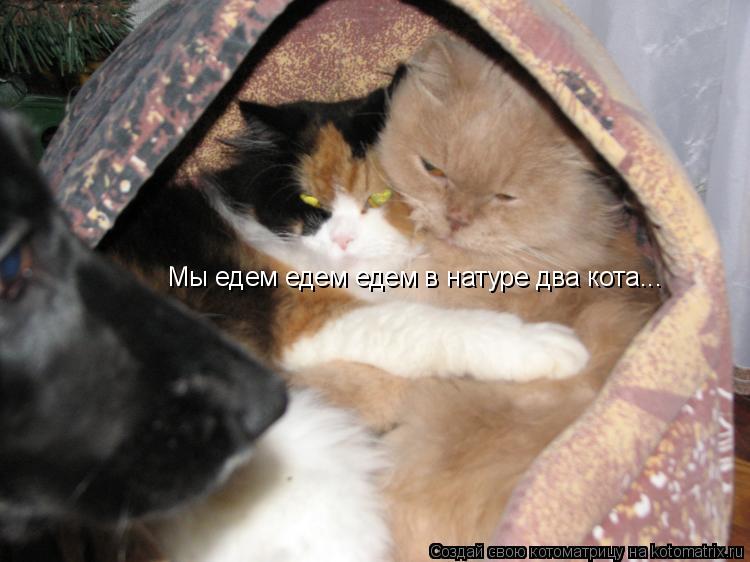 Котоматрица: Мы едем едем едем в натуре два кота...